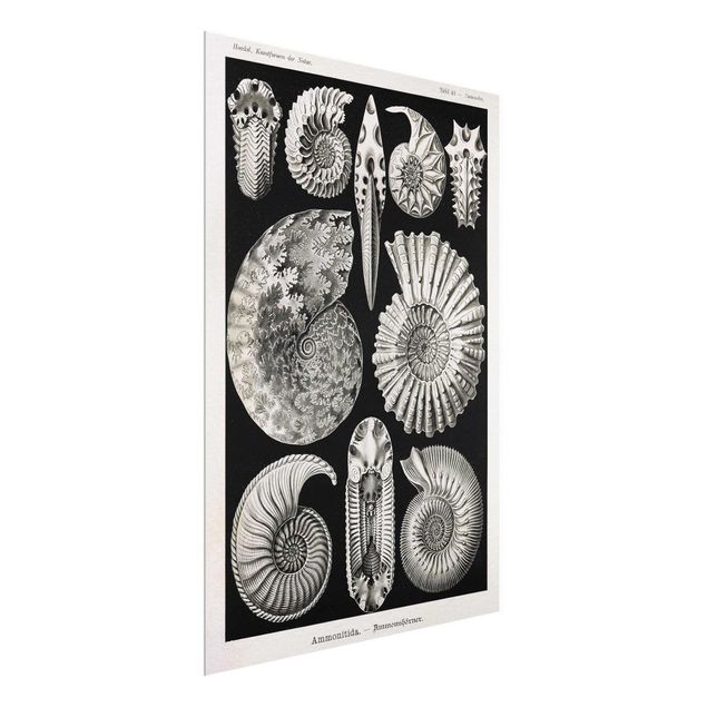 Tableau style vintage Tableau Botanique Fossiles noir et blanc