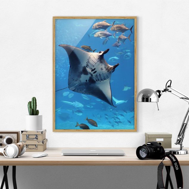 Tableaux poissons Manta Ray