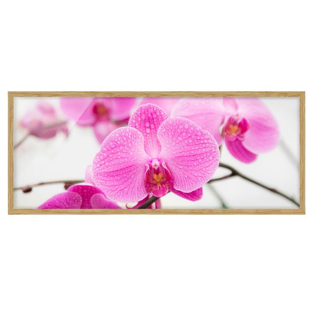 Tableaux moderne Gros plan sur une orchidée