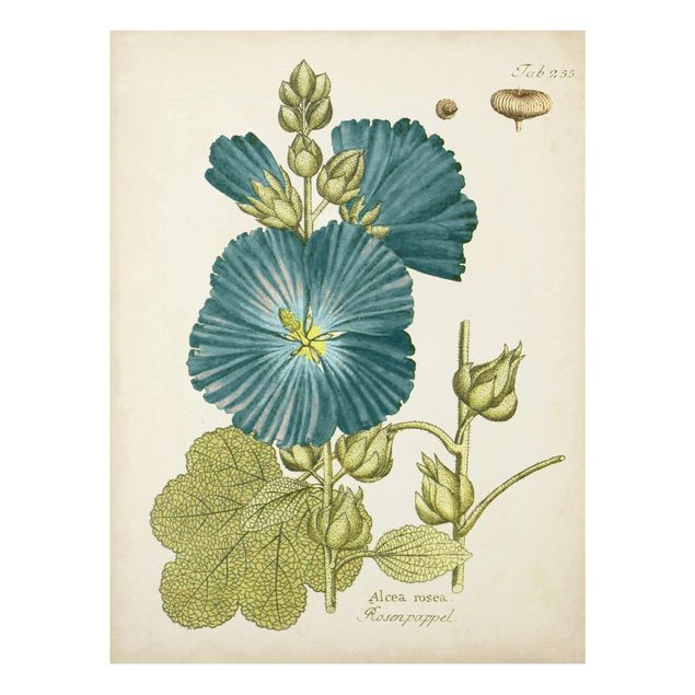 Tableau style vintage Botanique vintage en bleu Rose Poplar