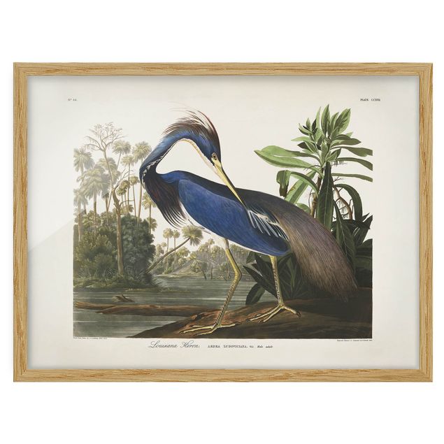 Cadre animaux Tableau Botanique Héron de Louisiane