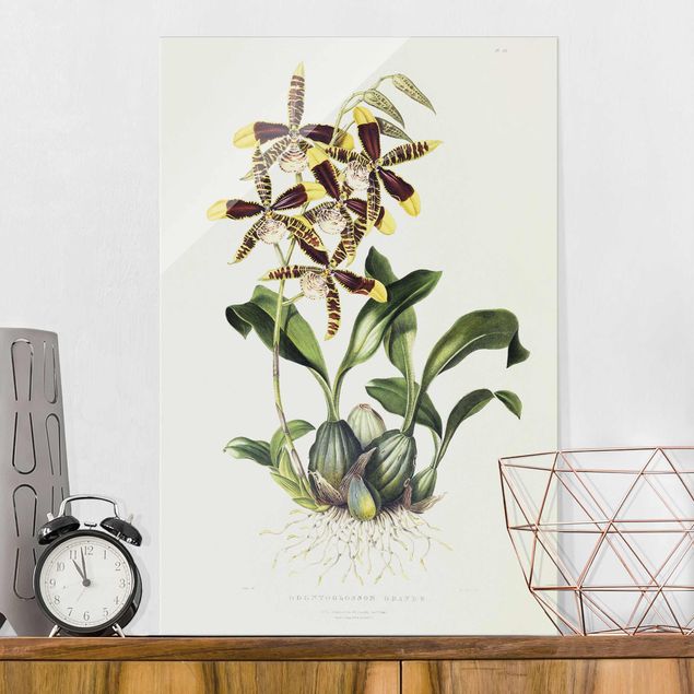 Tableaux en verre orchidée Maxim Gauci - Orchidée II
