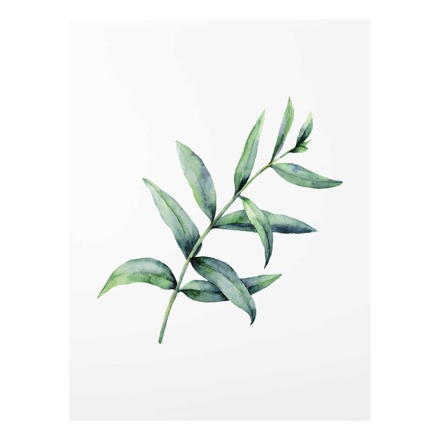 Tableaux verts Eucalyptus Aquarelle l
