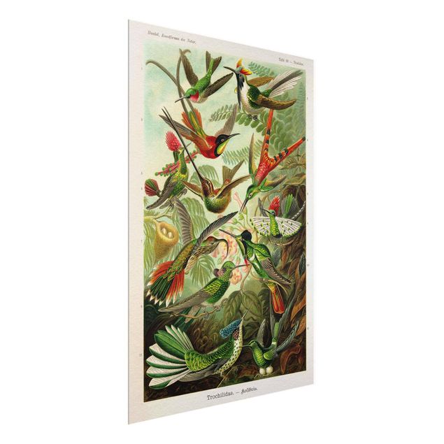 Tableau animaux Vintage Board Hummingbirds