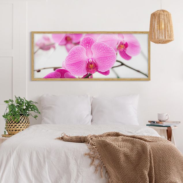 Affiches encadrées fleurs Gros plan sur une orchidée
