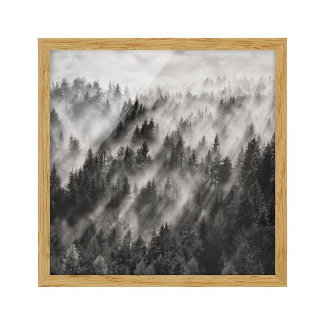 Affiches encadrées noir et blanc Rayons lumineux dans la forêt de conifères
