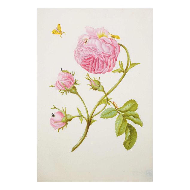 Tableaux moderne Anna Maria Sibylla Merian - Rose sauvage avec Gracillariidae