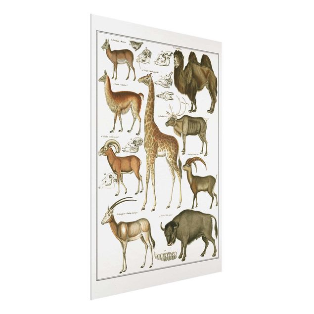 Tableau animaux Tableau Botanique Girafe, Camel Et IIama