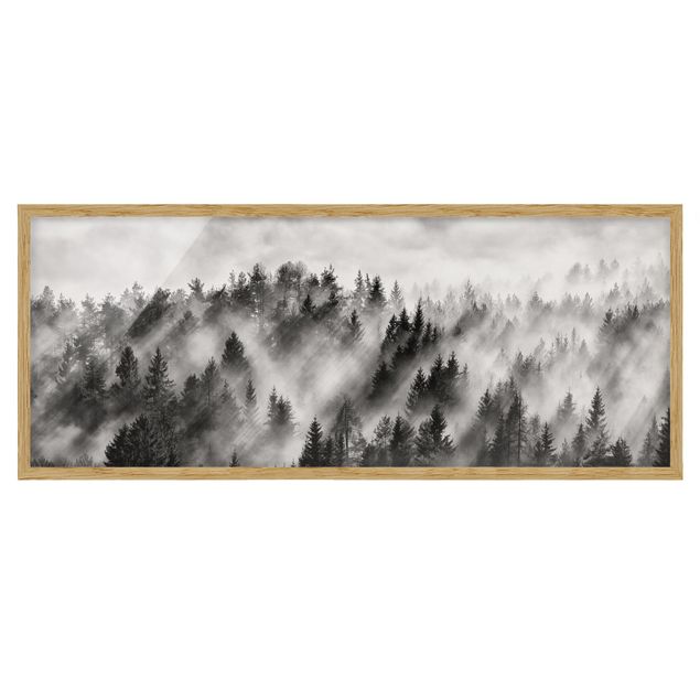 Affiches encadrées noir et blanc Rayons lumineux dans la forêt de conifères