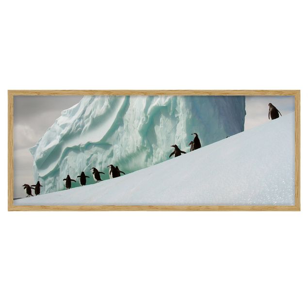 Tableaux encadrés paysage Manchots arctiques