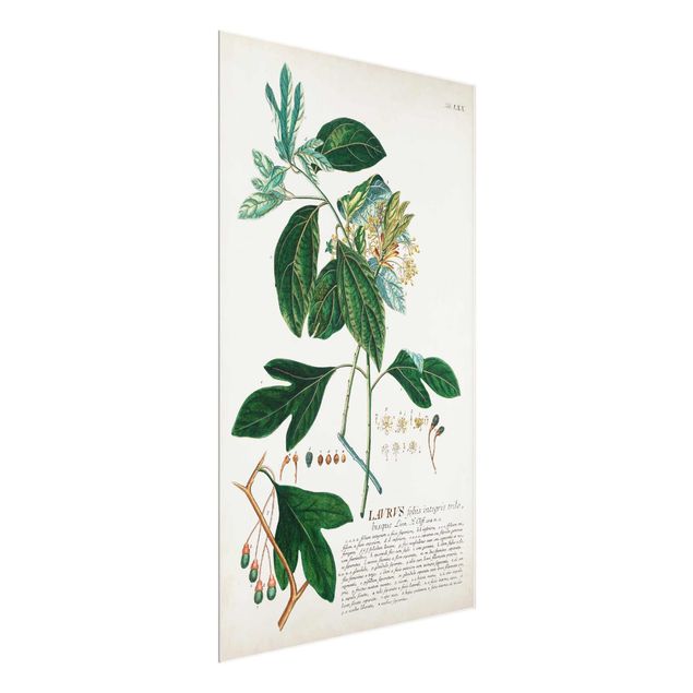 tableaux floraux Illustration botanique vintage Laurel