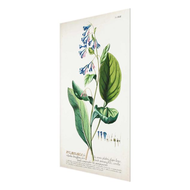Tableau décoration Illustration botanique vintage Pulmonaria