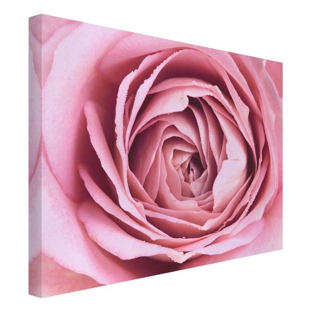 Tableau fleurs Fleur de Rose rose