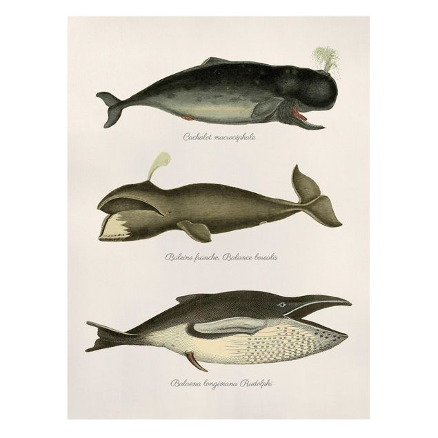 Tableaux animaux Trois baleines vintage