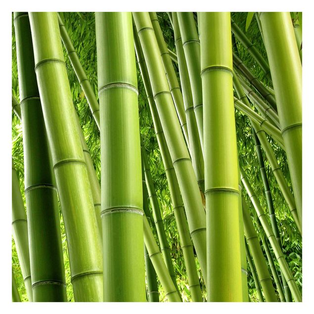 papier peint xxl Bamboo Trees