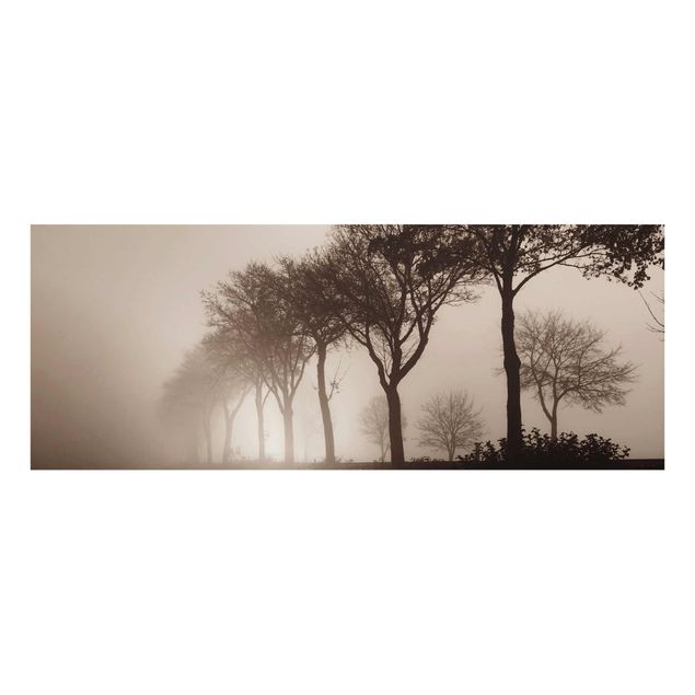 Tableau nature Arbre Avanue dans la brume du matin