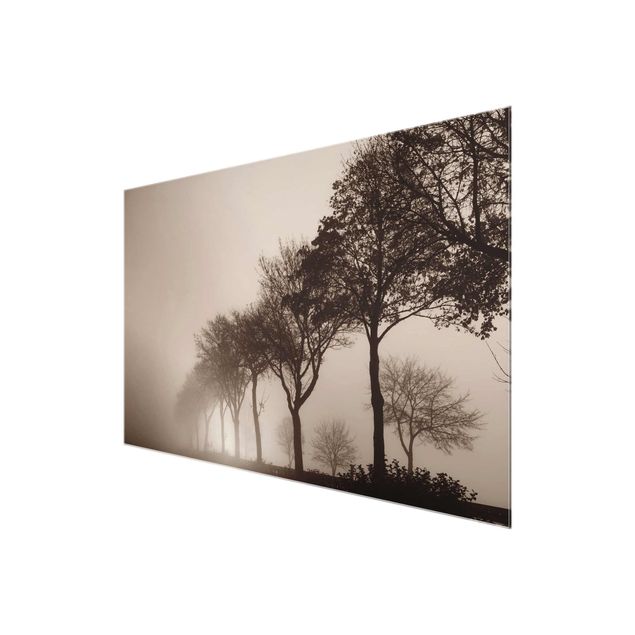 Tableau verre paysage Arbre Avanue dans la brume du matin