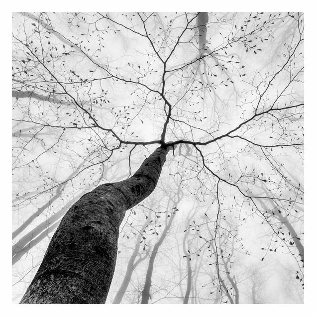 Papier peint - Chiome degli alberi in cielo
