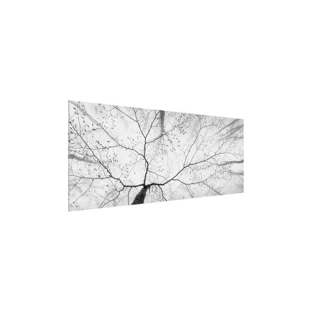 Tableaux en verre noir et blanc Cimes d'arbres dans le ciel