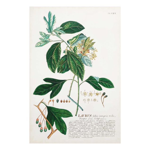 Tableau couleur vert Illustration botanique vintage Laurel