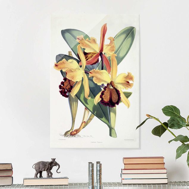 Tableaux en verre orchidée Walter Hood Fitch - Orchidée