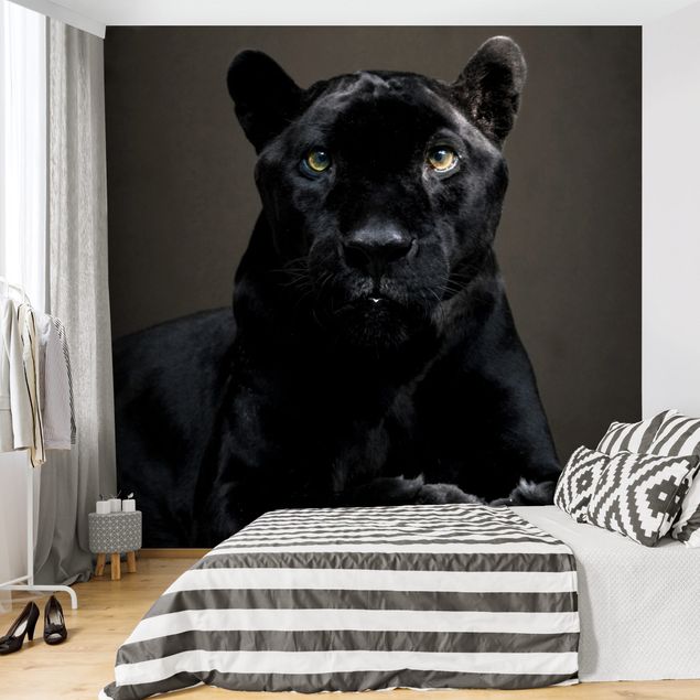 Papier peint chats Puma noir