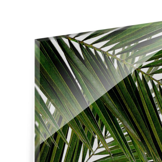 Tableau décoration Vue à travers des feuilles de palmier vertes