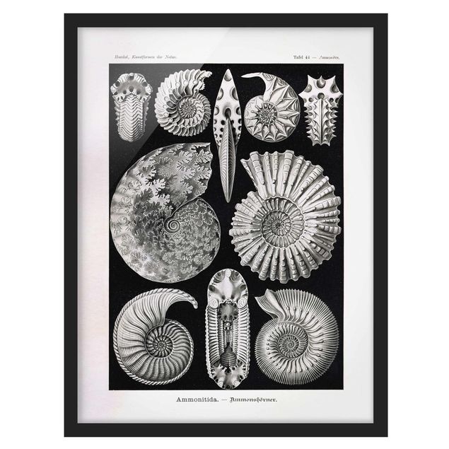 Tableaux encadrés animaux Tableau Botanique Fossiles noir et blanc