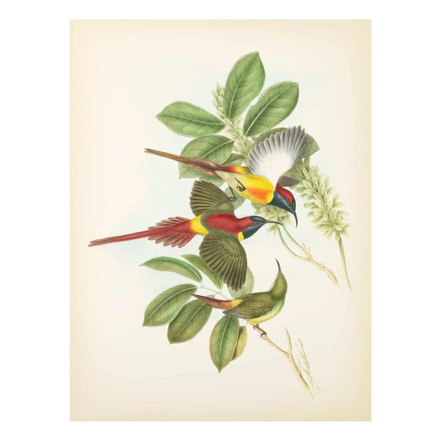 Tableau vert Illustration Vintage Oiseaux Tropicaux III