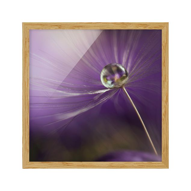 tableaux floraux Pissenlit en violet