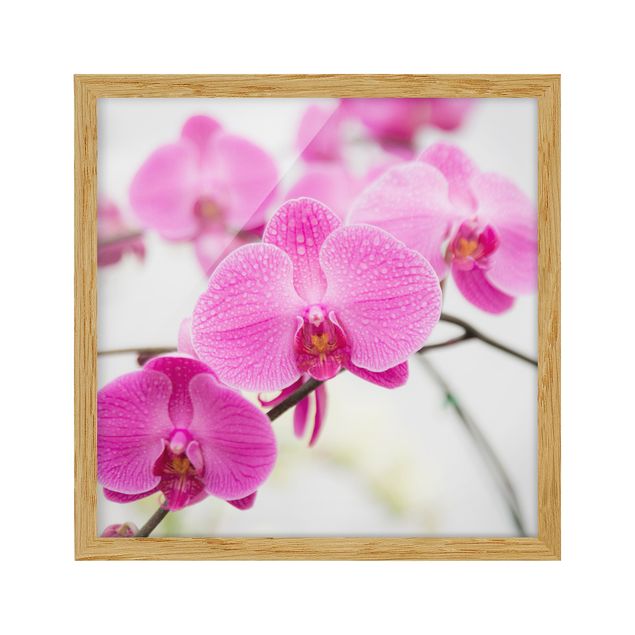 Tableaux moderne Gros plan sur une orchidée