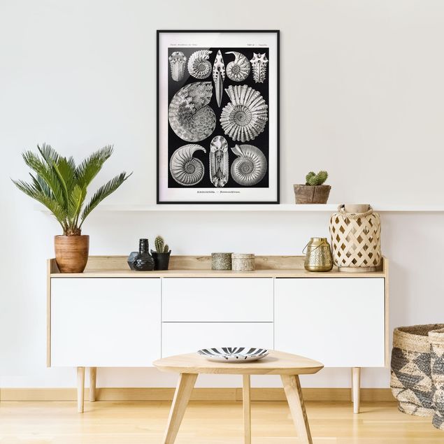 Affiches encadrées vintage Tableau Botanique Fossiles noir et blanc