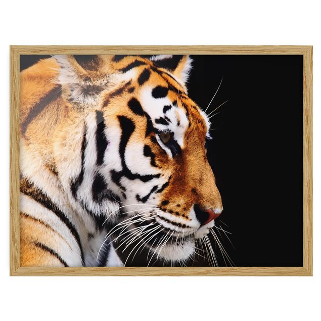 Tableaux encadrés animaux Beauté du tigre