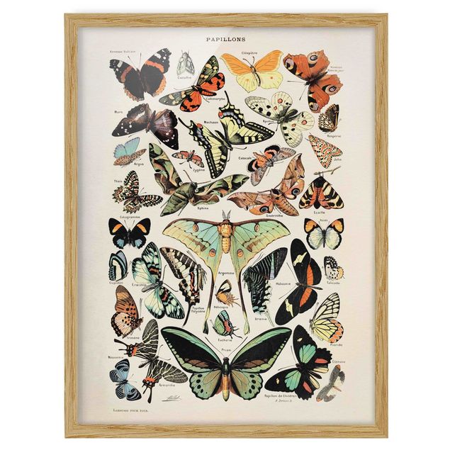 Tableaux encadrés animaux Tableau Vintage Papillons et phalènes