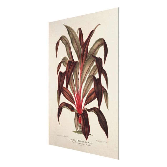 Tableau dominante rouge Illustration Botanique Vintage Dragonnier des Canaries