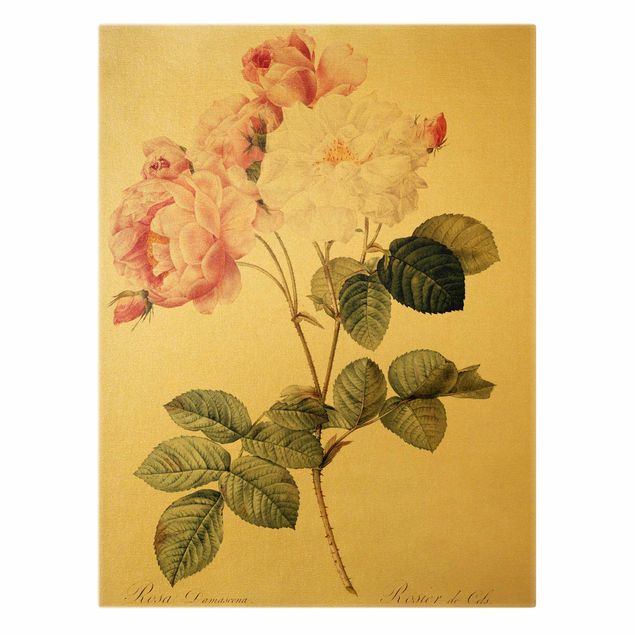 Tableaux fleurs Pierre Joseph Redoute - Damascena Rose