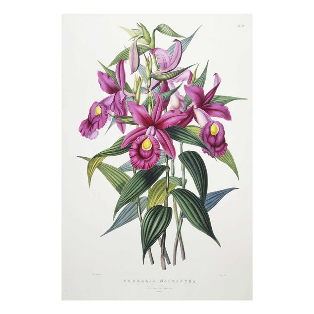 Tableaux en verre fleurs Maxim Gauci - Orchidée I