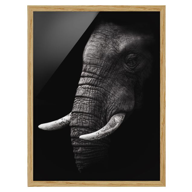 Tableaux encadrés noir et blanc Portrait d'éléphant sombre