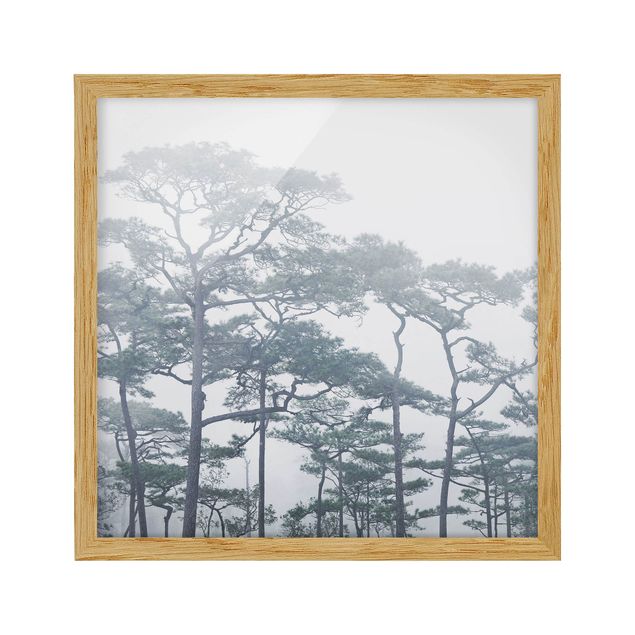Affiches encadrées paysage Cimes d'arbres dans le brouillard