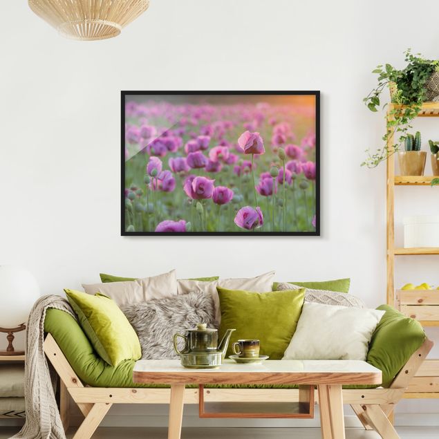 Tableaux encadrés fleurs Prairie de coquelicots violets au printemps