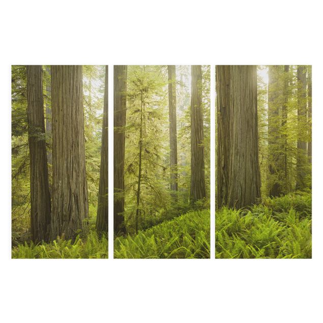 Tableaux nature Vue de la forêt du Redwood State Park