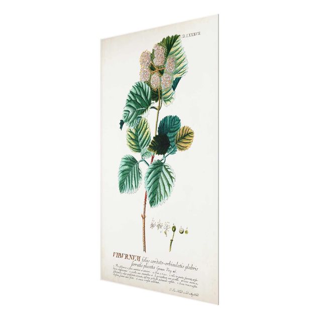 Tableau décoration Illustration botanique vintage boule de neige