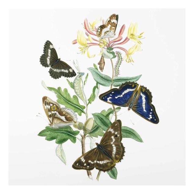 Tableaux fleurs Papillons britanniques IV