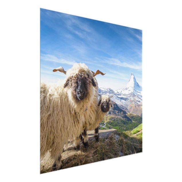 Tableau Suisse Moutons à nez noir de Zermatt