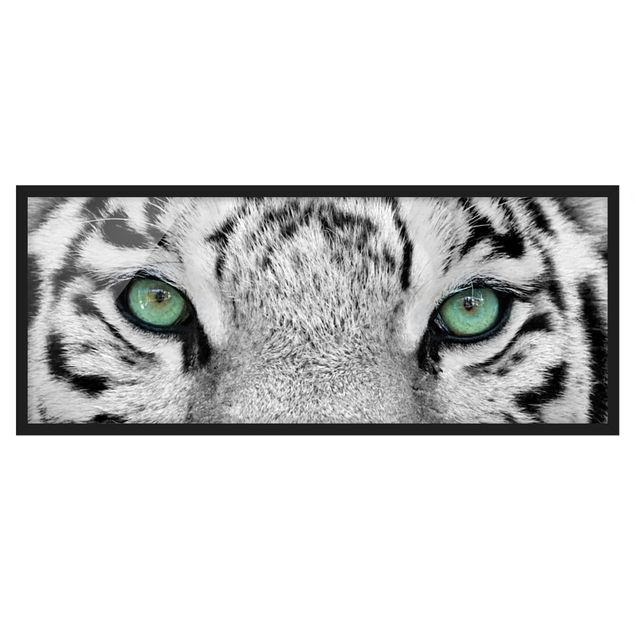 Affiches encadrées animaux Tigre Blanc