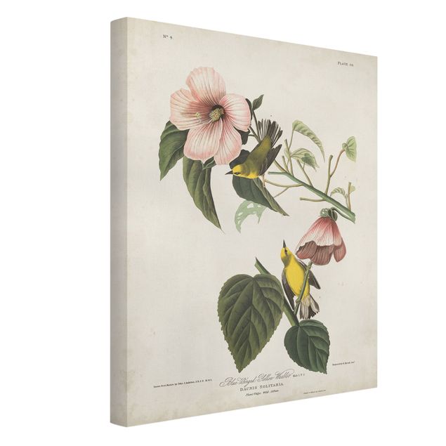tableaux floraux Tableau Botanique Fauvette II