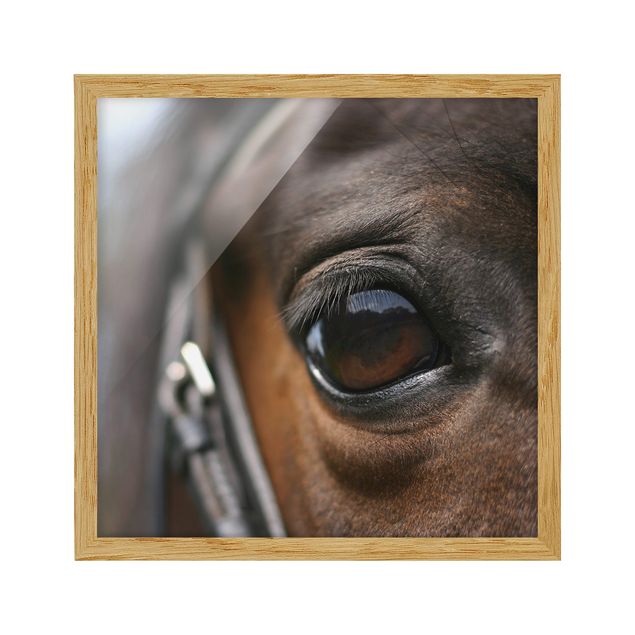 Cadre animaux Horse Eye No.3