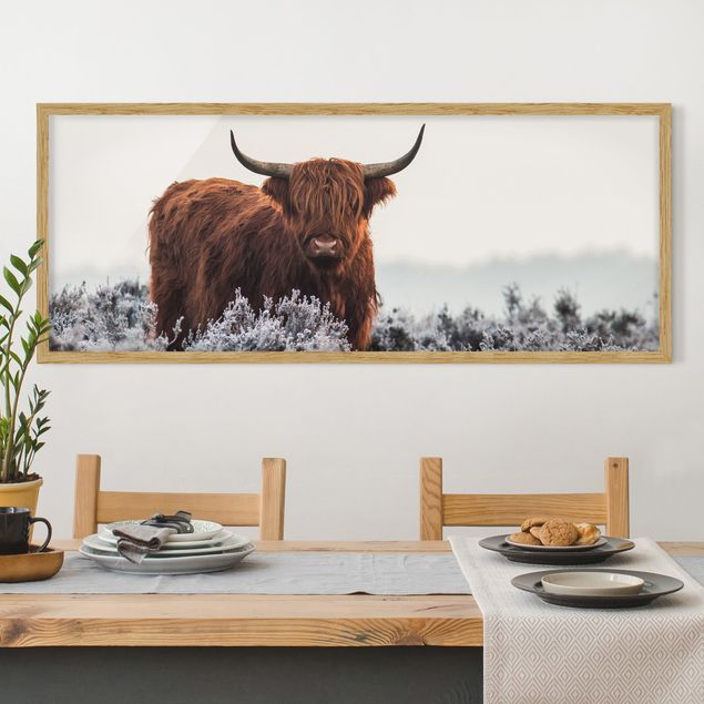 Affiches encadrées animaux Bison dans les Highlands