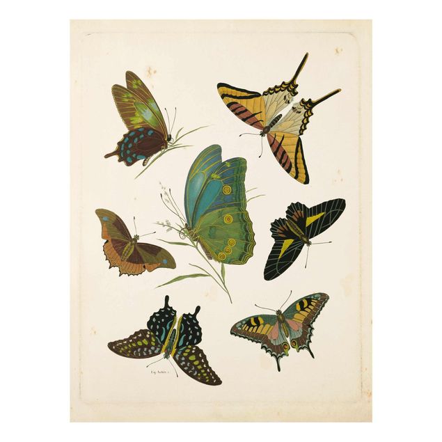 Tableau retro Illustration vintage Papillons Exotiques