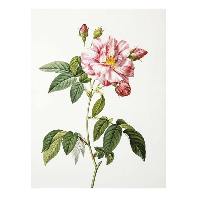 Tableaux en verre fleurs Pierre Joseph Redoute - Rose Gallica Rose